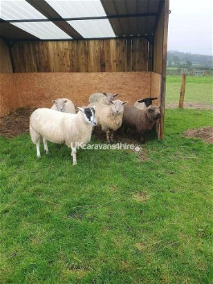 Llwyngwyddel Farm Animal Sanctuary C.I.C, Ref 17538