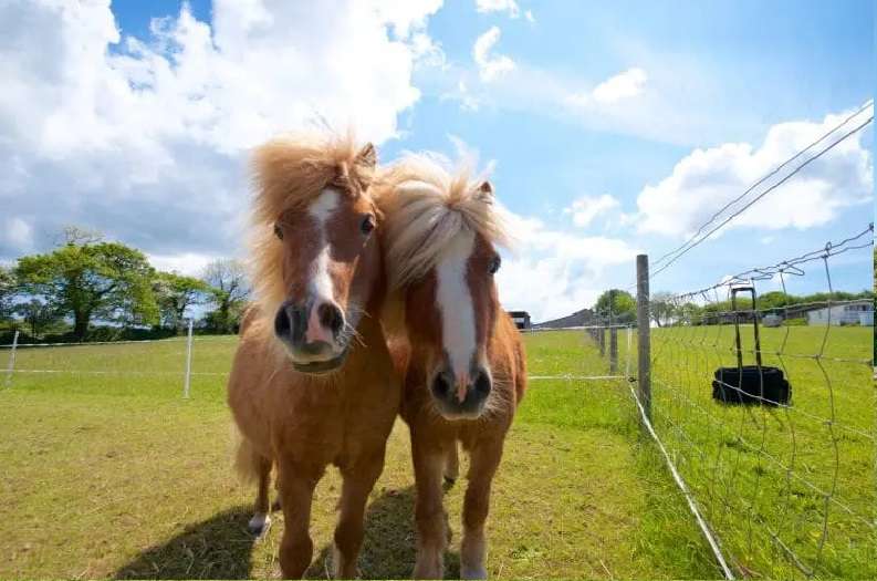 Our Pet's Corner is always a huge hit with children and adults alike, with a variety of furry and feathery critters to meet.