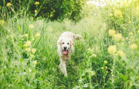 We’ve got exclusive dog walking areas on park, a dedicated dog walking field and a lovely woodland walk.